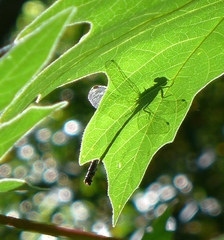 Octogomphus specularis