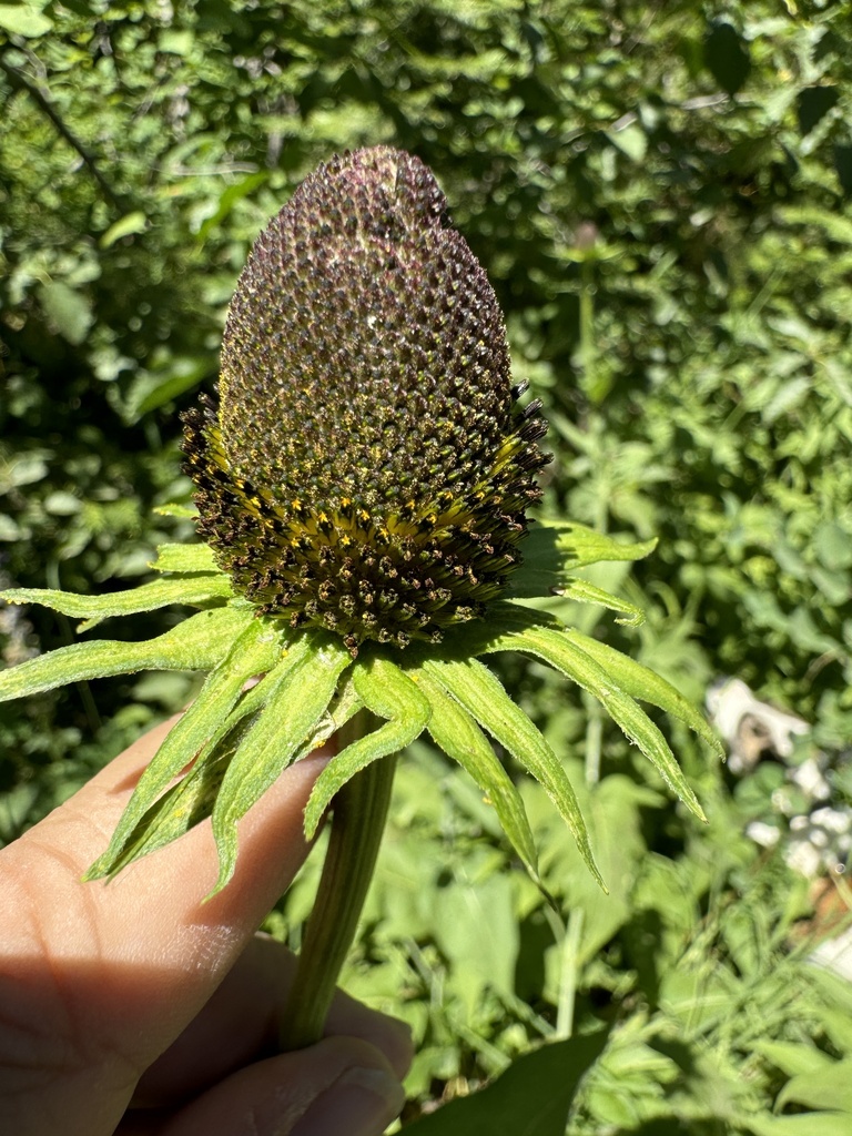 Showy coneflower (Rudbeckia alpicola)