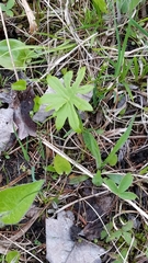 Petasites frigidus