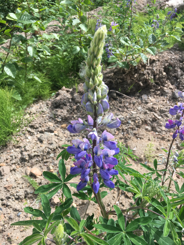 Lupinus nootkatensis var. nootkatensis