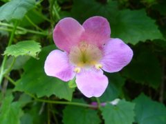 Lophospermum erubescens