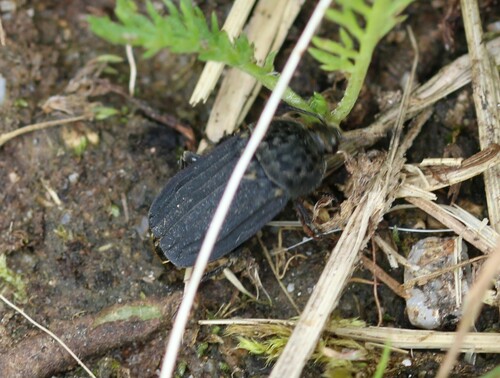 Thanatophilus sinuatus