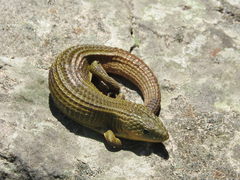 Imbricate Alligator Lizard photo 4