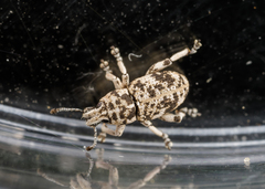 Colecerus