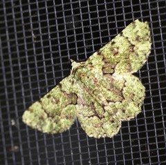 Aeolochroma hypochromaria