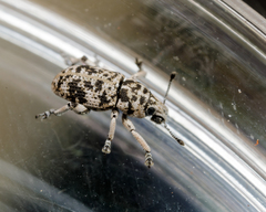 Colecerus