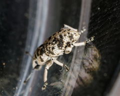 Colecerus