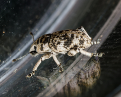 Colecerus