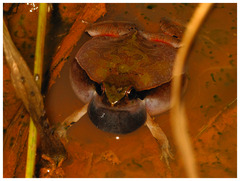 Steindachner's Dwarf Frog photo 2