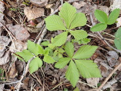 Rubus pubescens