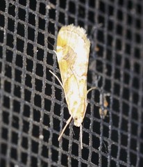 Hellula