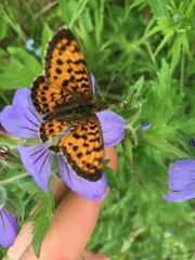 Boloria