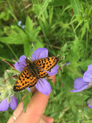 Boloria