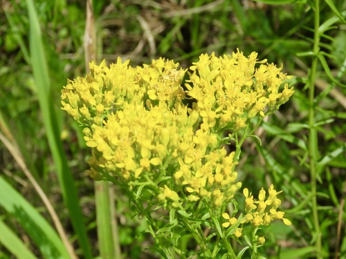 Solidago nitida Torr. & A.Gray