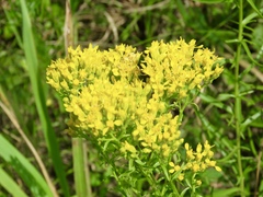 Solidago nitida
