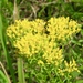 Shiny Goldenrod - Photo (c) Laura Clark, some rights reserved (CC BY), uploaded by Laura Clark