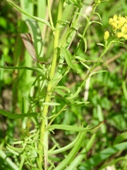 Solidago nitida