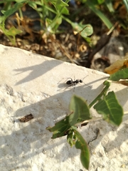 Camponotus