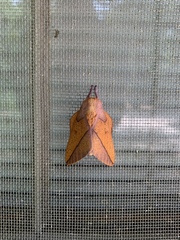 Syssphinx bisecta