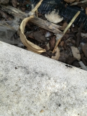 Camponotus