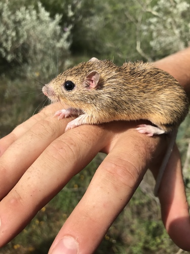 Hispid Pocket Mouse