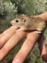 Chaetodipus hispidus