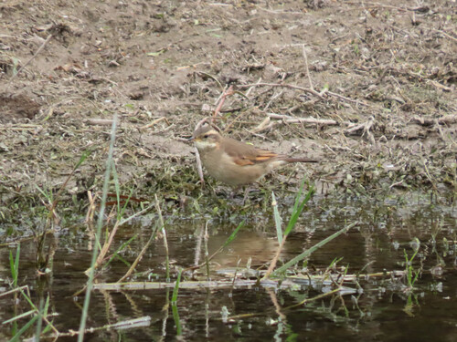 Cordoba Cinclodes (Cinclodes comechingonus), photo 7