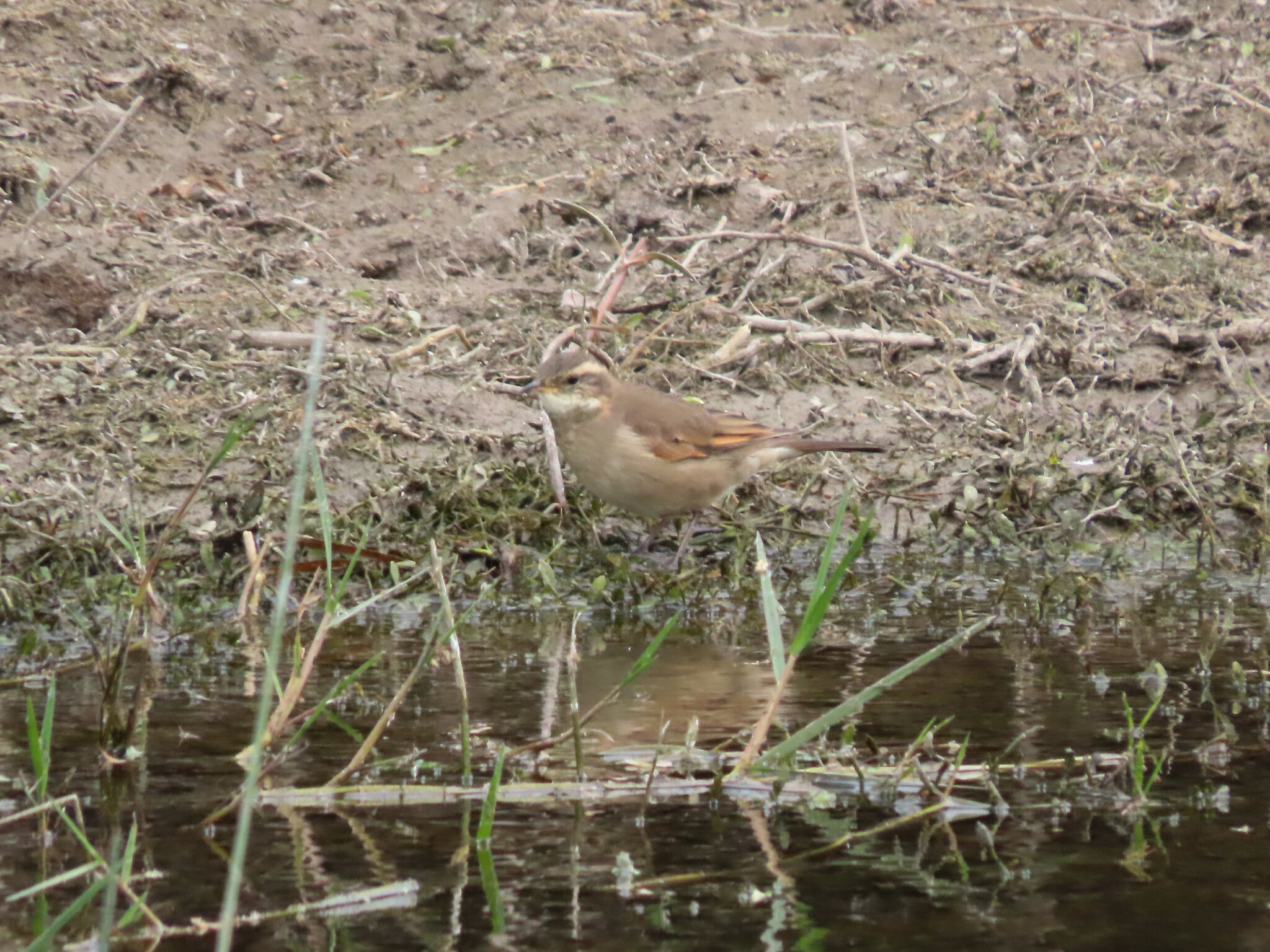 Cordoba Cinclodes (Cinclodes comechingonus), photo 10