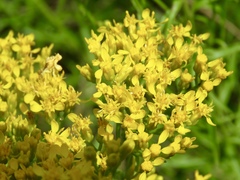 Solidago nitida