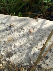 Camponotus