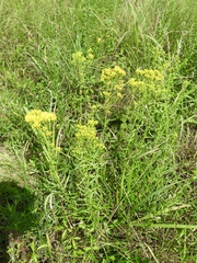 Solidago nitida