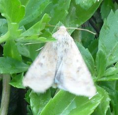 Lepidoptera