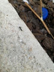 Camponotus