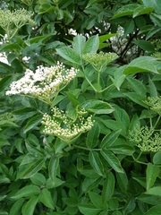 Sambucus nigra