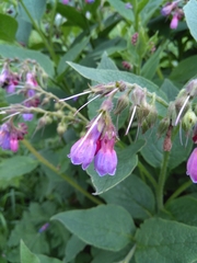 Symphytum officinale