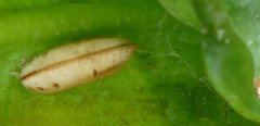 Insecta