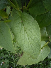 Symphytum officinale