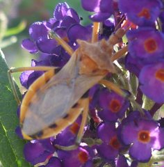 Reduviidae