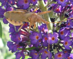 Reduviidae