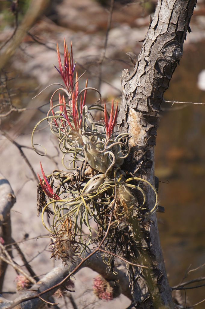 Tillandsia caput-medusae bulbous base detail
