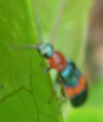 Coleoptera