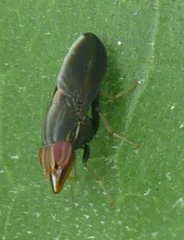 Diptera
