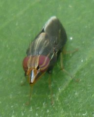 Diptera