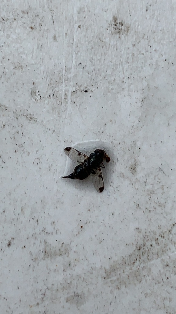 Euxesta costalis