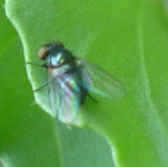 Diptera
