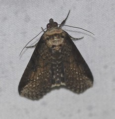Lophoptera vittigera
