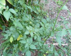 Angiospermae