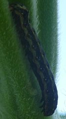 Lepidoptera