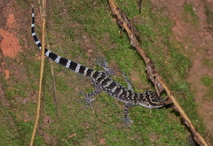 Doi Suthep Bent-Toed Gecko photo 2