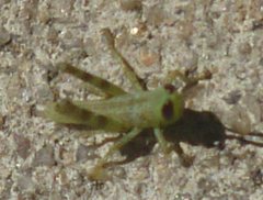 Valanga irregularis